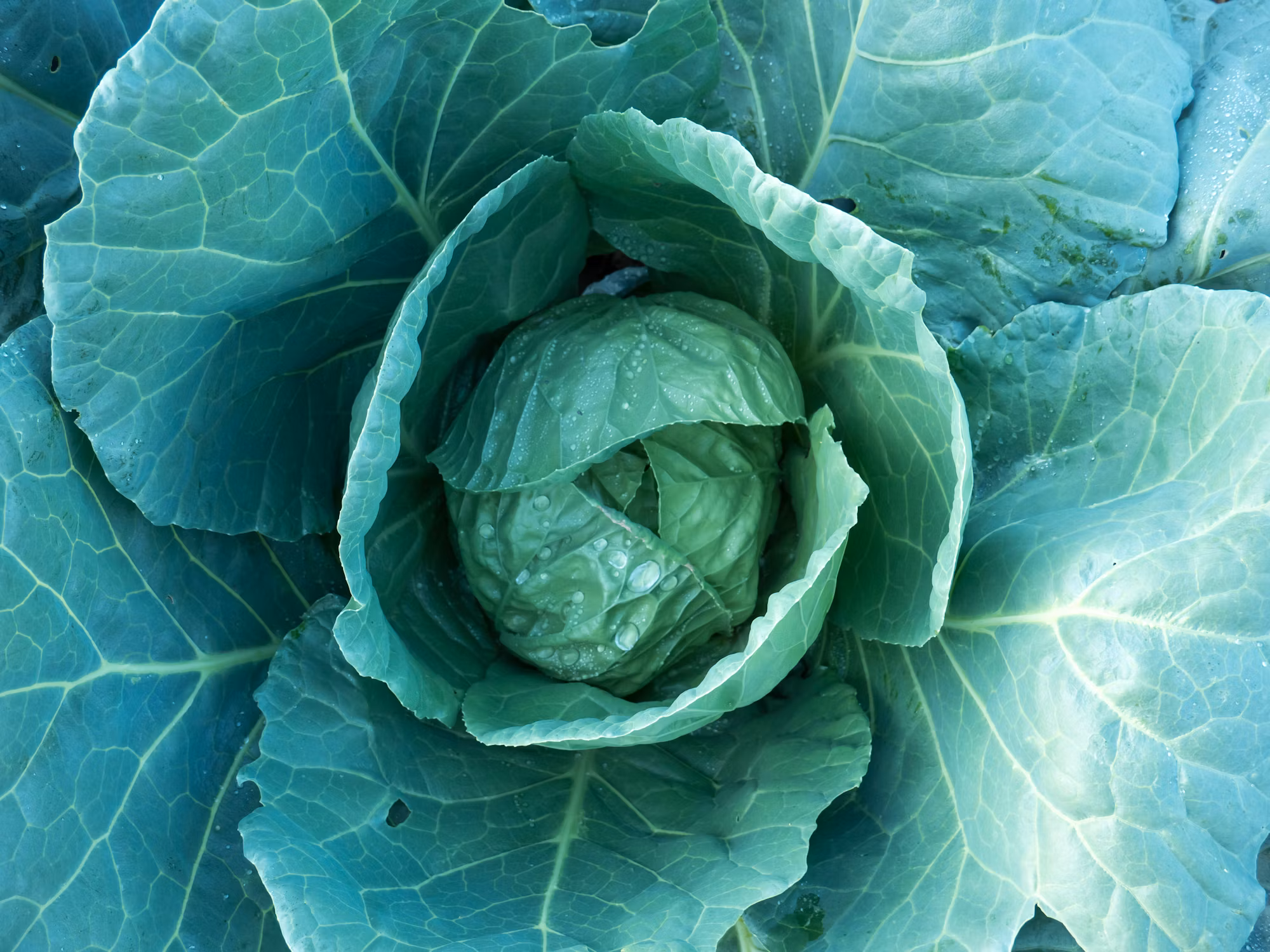 The Art of Cooking with Seasonal Ingredients: Embrace the Flavors of Each Season